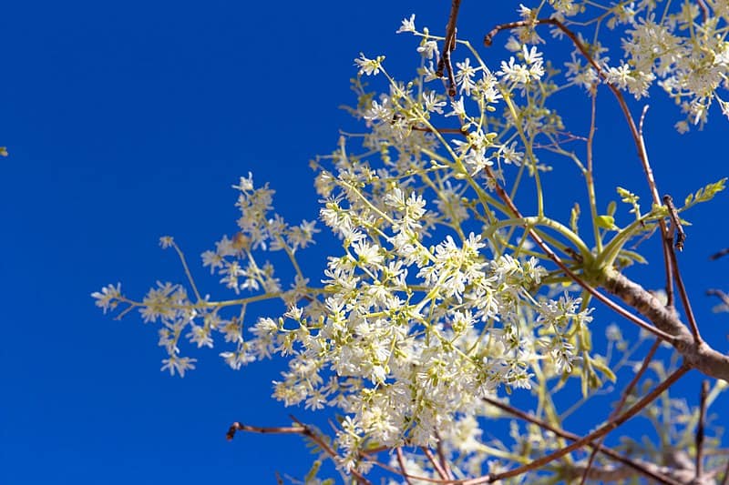 Top 10 Moringa Nutrition Facts 1