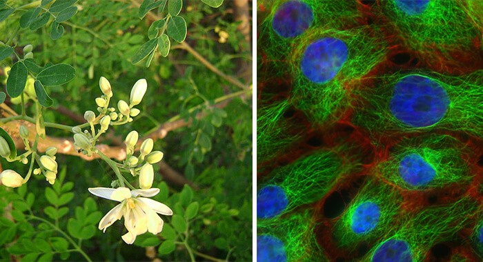 moringa plant and stress fibers and microtubules in human breast cancer cells