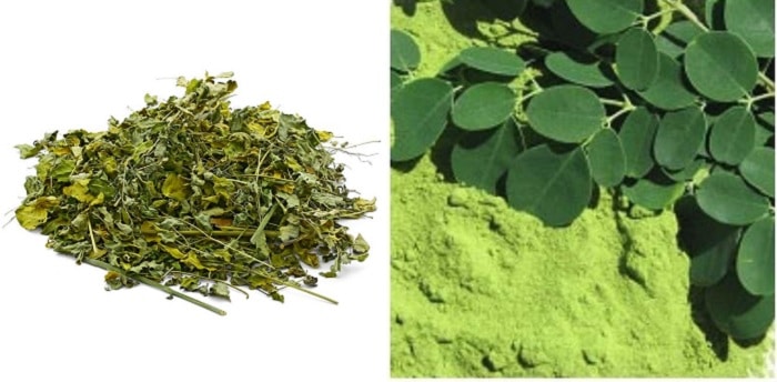 moringa powder as a medicine