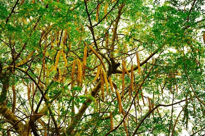 moringa tree and seedpods