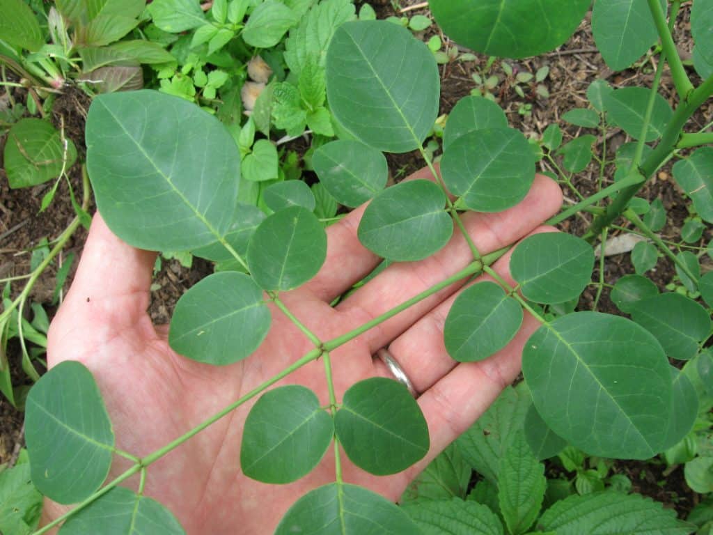 moringa leaves