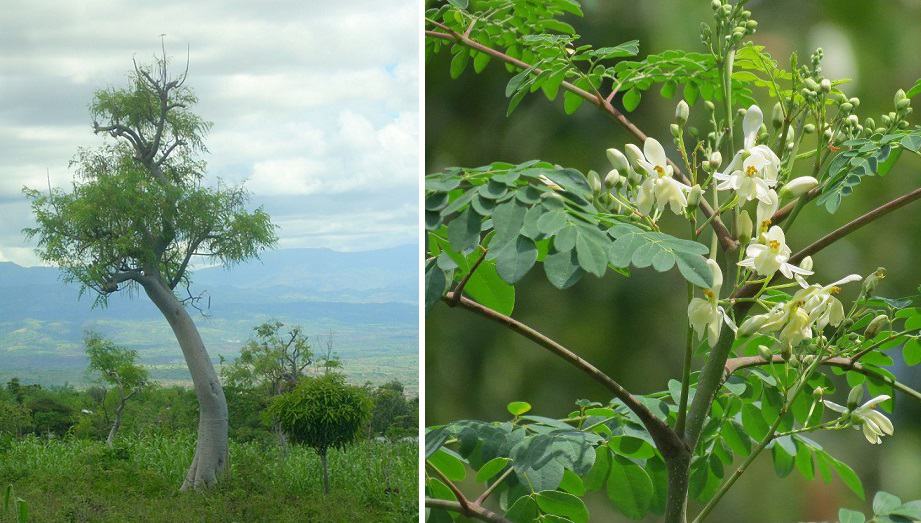 Moringa Stenopetala Tree and Leaves