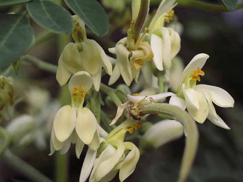 Moringa oleifera flower benefits