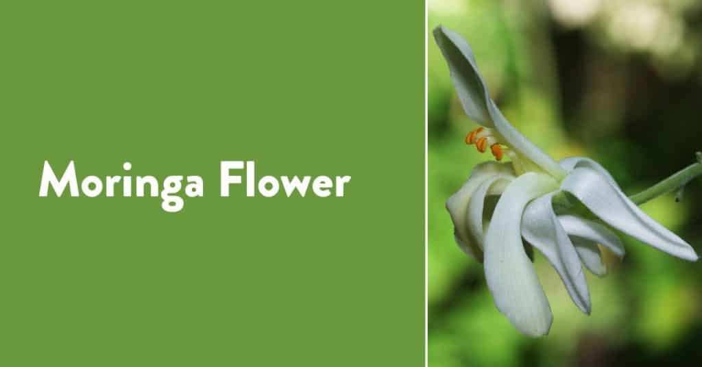 flower of moringa plant